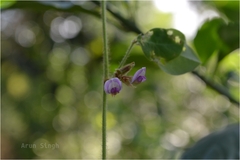 Shuteria involucrata